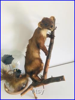 Belle martre des pins naturalisée- Taxidermie Fran aise vintage