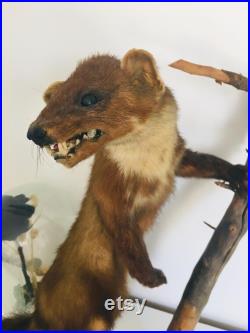 Belle martre des pins naturalisée- Taxidermie Fran aise vintage