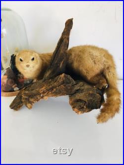Belle petite belette sur son tronc naturalisée Taxidermie Fran aise vintage