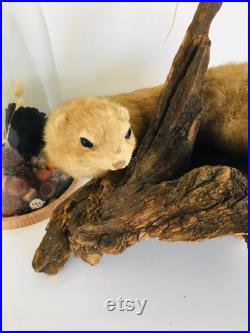 Belle petite belette sur son tronc naturalisée Taxidermie Fran aise vintage