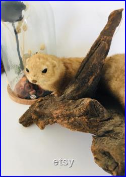 Belle petite belette sur son tronc naturalisée Taxidermie Fran aise vintage