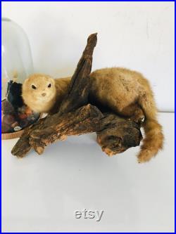 Belle petite belette sur son tronc naturalisée Taxidermie Fran aise vintage