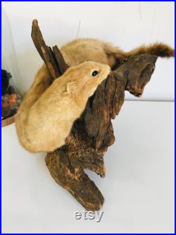 Belle petite belette sur son tronc naturalisée Taxidermie Fran aise vintage