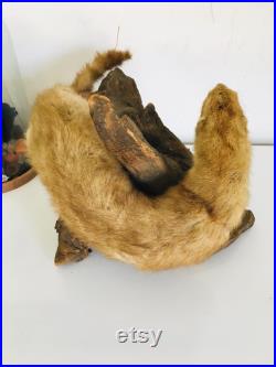 Belle petite belette sur son tronc naturalisée Taxidermie Fran aise vintage