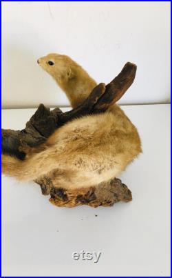 Belle petite belette sur son tronc naturalisée Taxidermie Fran aise vintage