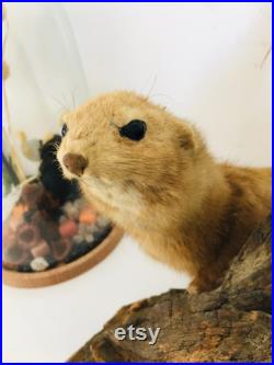 Belle petite belette sur son tronc naturalisée Taxidermie Fran aise vintage