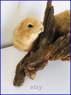 Belle petite belette sur son tronc naturalisée Taxidermie Fran aise vintage