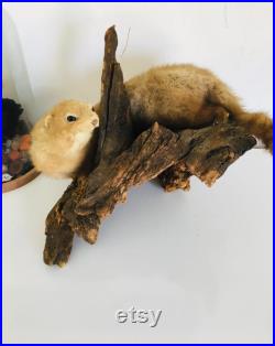 Belle petite belette sur son tronc naturalisée Taxidermie Fran aise vintage