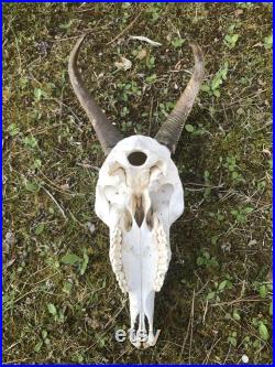 Belle très RARE Himalaya tahr crâne Nouvelle Zélande chasse Lodge taxidermie Decor 1 (Hemitragus jemlahicus)