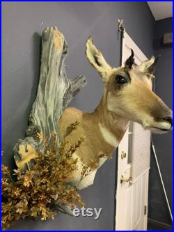 Biche cornue Pronghorn Antelope épaule mount