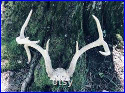 Big, 3 x 3 Whitetail Deer ANTLERS-Skull Big 9 DROP TINE Lodge Taxidermy Decor Y O Ranch -Texas Odocoileus virginianus