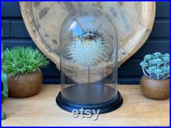 Big Porcupine fish dans un dome en verre, cadre taxidermie entomologie nature, beauté insecte taxidermie photographie