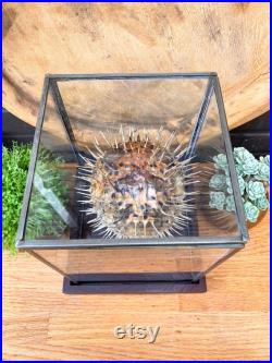 Big Porcupine fish dans un présentoir en verre, cadre taxidermie entomologie nature, beauté insecte taxidermie photographie