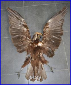 Bird Real peau et ailes et pattes faucon Plumes Taxidermie
