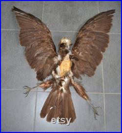 Bird Real peau et ailes et pattes faucon Plumes Taxidermie