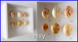Birds of Paradise eggs replicas