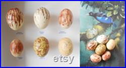 Birds of Paradise eggs replicas