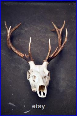 Bois de cerf réel avec le crâne, cornes européennes de cerf, ornement vintage de décor de mur