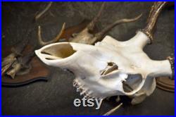 Bois de cerf réel avec le crâne, cornes européennes de cerf, ornement vintage de décor de mur