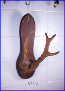 Bois de cerf vintage, taxidermie, cabinet de curiosités,corne, trophée de chasse, chalet, rustique, campagne, murale, deer horn,home decor