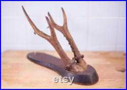 Bois de cerf vintage, taxidermie, cabinet de curiosités,corne, trophée de chasse, chalet, rustique, campagne, murale, deer horn,home decor