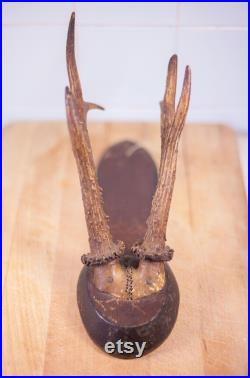 Bois de cerf vintage, taxidermie, cabinet de curiosités,corne, trophée de chasse, chalet, rustique, campagne, murale, deer horn,home decor