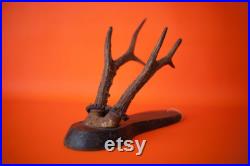 Bois de cerf vintage, taxidermie, cabinet de curiosités,corne, trophée de chasse, chalet, rustique, campagne, murale, deer horn,home decor