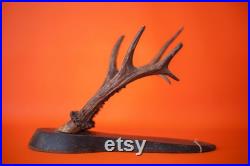 Bois de cerf vintage, taxidermie, cabinet de curiosités,corne, trophée de chasse, chalet, rustique, campagne, murale, deer horn,home decor