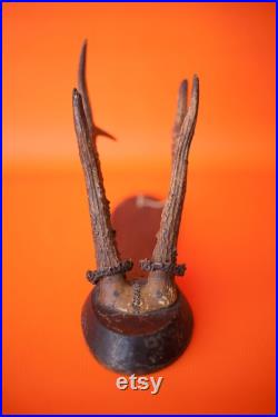 Bois de cerf vintage, taxidermie, cabinet de curiosités,corne, trophée de chasse, chalet, rustique, campagne, murale, deer horn,home decor