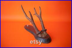 Bois de cerf vintage, taxidermie, cabinet de curiosités,corne, trophée de chasse, chalet, rustique, campagne, murale, deer horn,home decor