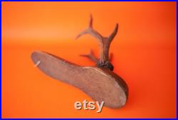Bois de cerf vintage, taxidermie, cabinet de curiosités,corne, trophée de chasse, chalet, rustique, campagne, murale, deer horn,home decor