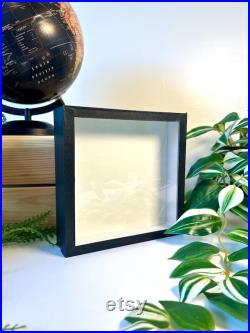 Boîte Entomologique Vide 18x18x5 cm Cadre Noir En Bois Fond Emalène Vitre en Verre Idéal Papillons, Insectes, Curiosités, Décoration Boîte Entomologique Vide 18x18x5 cm Cadre Noir En Bois Fond Emalène Vitre en Verre Idéal Papillons, Insectes, Curiosités, Décoration