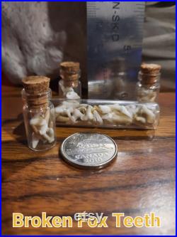 Bottled Fox Teeth
