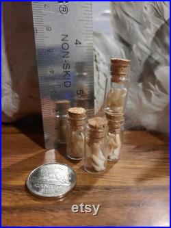 Bottled Fox Teeth