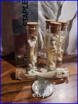 Bottled Fox Teeth