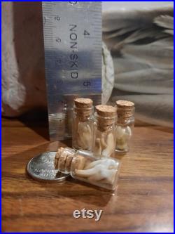 Bottled Fox Teeth