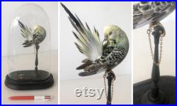 Budgerigar in a glass dome