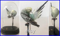 Budgerigar in a glass dome