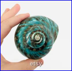 Burgo, coquillage vert, cabinet de curiosité, grand coquillage, burgo vert, coquillage décoration, coquillage de collection, coquillage jade