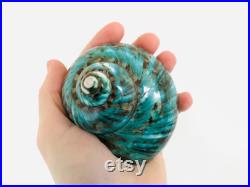 Burgo, coquillage vert, cabinet de curiosité, grand coquillage, burgo vert, coquillage décoration, coquillage de collection, coquillage jade