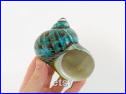 Burgo, coquillage vert, cabinet de curiosité, grand coquillage, burgo vert, coquillage décoration, coquillage de collection, coquillage jade