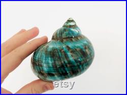 Burgo, coquillage vert, cabinet de curiosité, grand coquillage, burgo vert, coquillage décoration, coquillage de collection, coquillage jade