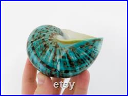Burgo, coquillage vert, cabinet de curiosité, grand coquillage, burgo vert, coquillage décoration, coquillage de collection, coquillage jade