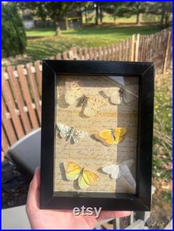 Butterfly Shadow Box Vintage Restauration