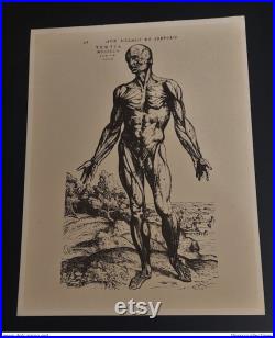 Buvard laboratoire Durabolin anatomie écorché III