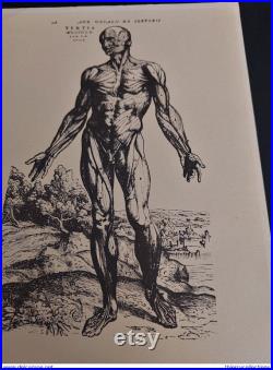 Buvard laboratoire Durabolin anatomie écorché III