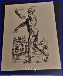 Buvard laboratoire Durabolin anatomie écorché II