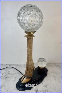 Cabinet Curiosité Taxidermie Lampe Boule de Cristal Cabinet Curiosité Taxidermie Lampe Boule de Cristal