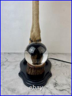 Cabinet Curiosité Taxidermie Lampe Boule de Cristal