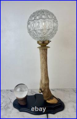 Cabinet Curiosité Taxidermie Lampe Boule de Cristal